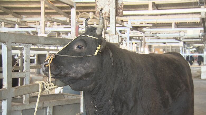 販売価格は国内の1.5倍…イラン情勢受けて松阪牛のドバイへの輸出がストップ 出荷予定だった牛の行先は不透明｜FNNプライムオンライン