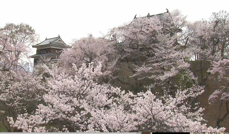 城跡を彩る桜が満開　「上田城千本桜まつり」開幕　夜はライトアップも　4日午後は全県で雨の予想　｜FNNプライムオンライン