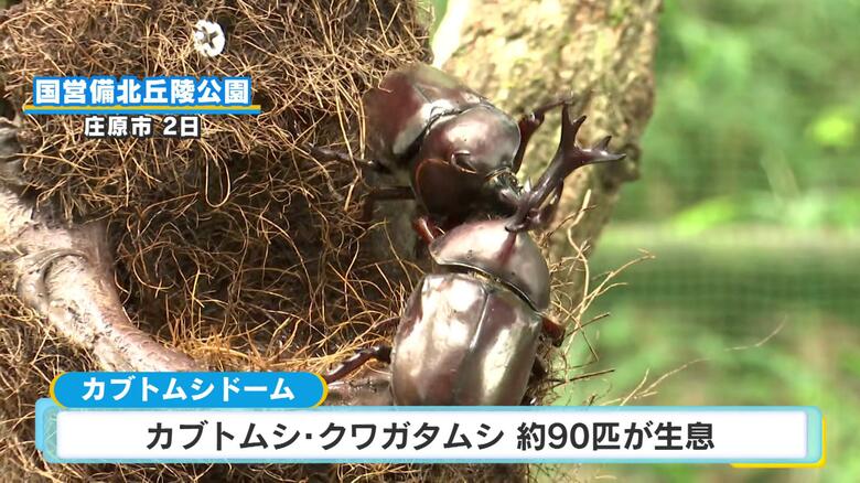 「動いてるところ、かっこいい！」カブトムシ・クワガタムシ、合わせて約90匹が生息　国営備北丘陵公園｜FNNプライムオンライン
