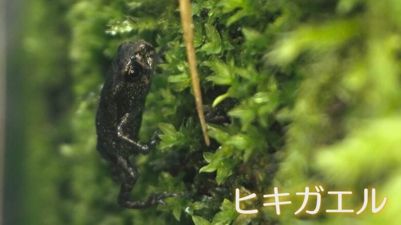 標高829メートルの“霊峰”を必死に登る僅か1センチの子ガエルたち   その姿を追う42歳の“カエル少年” 【福岡発】｜FNNプライムオンライン