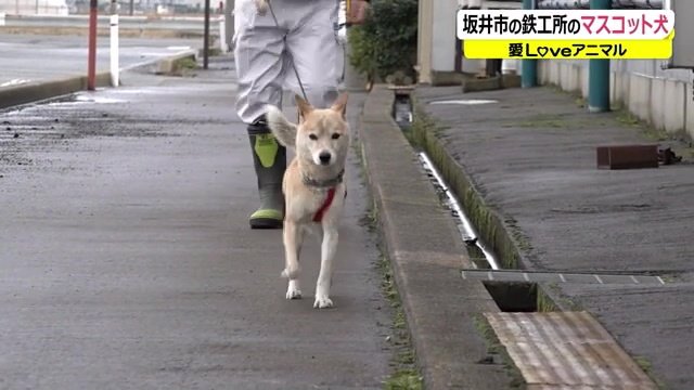 キリッ!