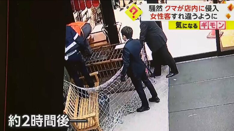 警察や猟友会などによって捕獲される子グマ