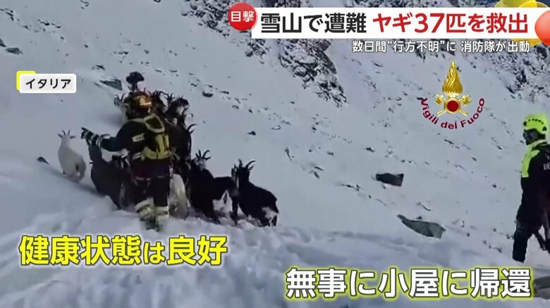 消防隊員と我が家に帰ったヤギ