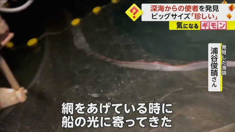 船の光に寄ってきたというリュウグウノツカイ