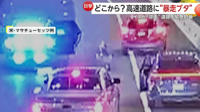 ただちに道路を封鎖し、捕獲を開始した警察