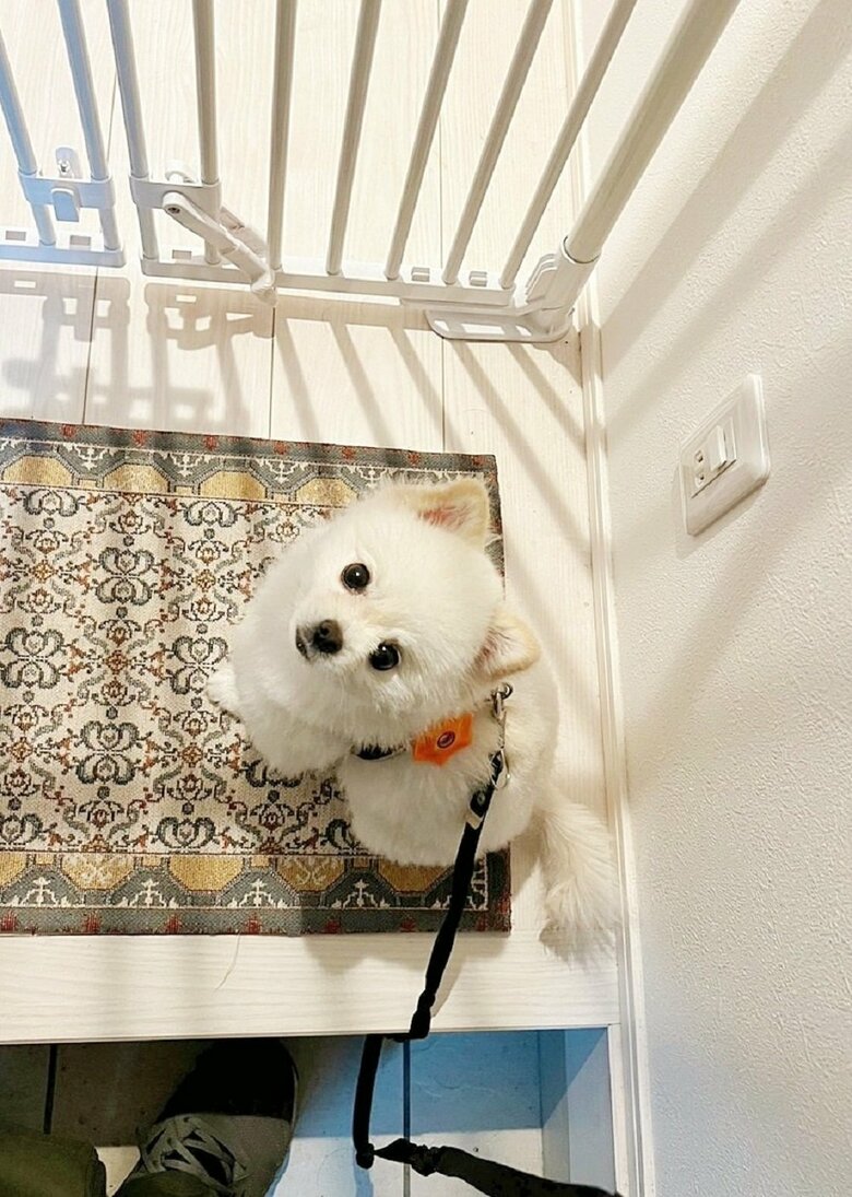 「早くお散歩に行こう！」と飼い主さんを見上げてくる