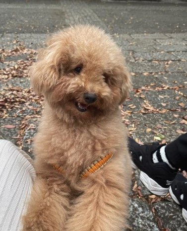 提供：ピン太郎ママさん