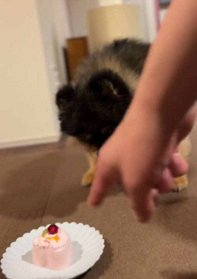 飼い主さんは再度指で示す「食べてもいいんですよ」