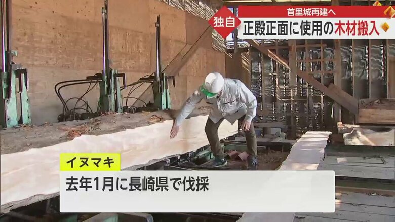 長崎で2022年1月に伐採されたイヌマキの木