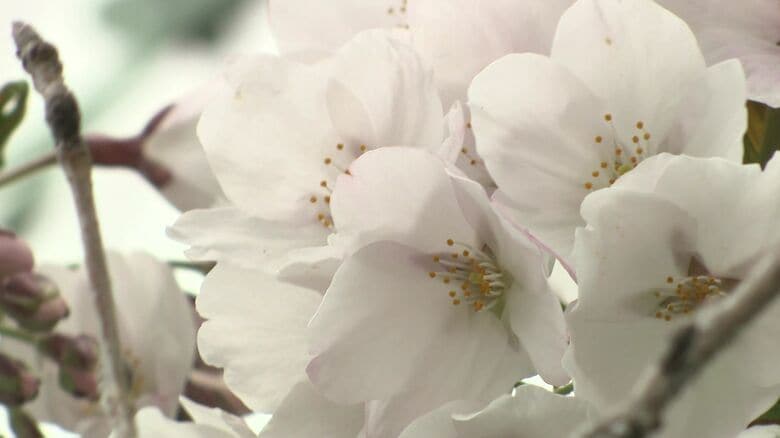 ガラスに近い枝だけ咲いている