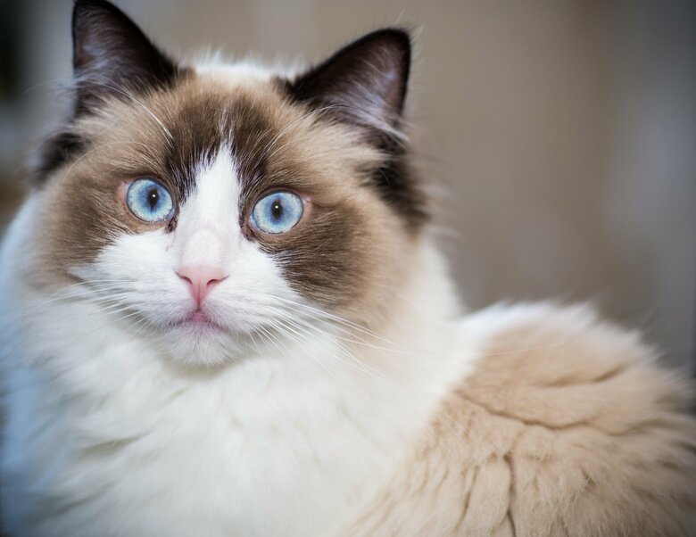 「ハチワレ」模様（画像はイメージ）