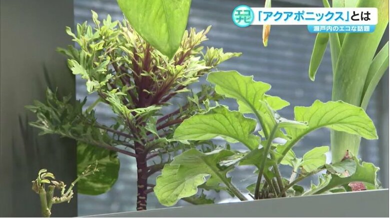 オアシスカウンターの植物