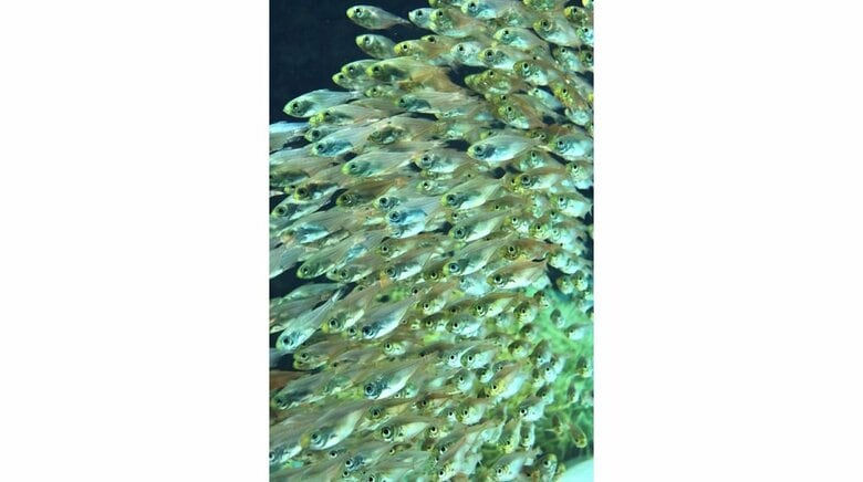 キンメモドキ（提供：アクアマリンふくしま）