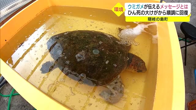 保護のウミガメからプラスチックごみ 海洋ごみ問題を訴える(島根・隠岐の島)