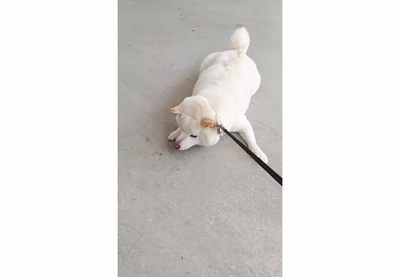 提供： kinako_kinakoさん