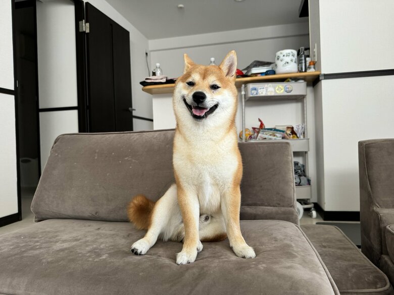 飼い主が寝坊して怒っていそうな顔（提供：わさび一族さん）