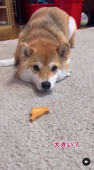 提供：柴犬ゆきちゃん