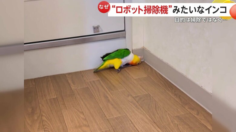 掃除機では吸い込みにくい部屋の角を頭をすべらせて移動する様子