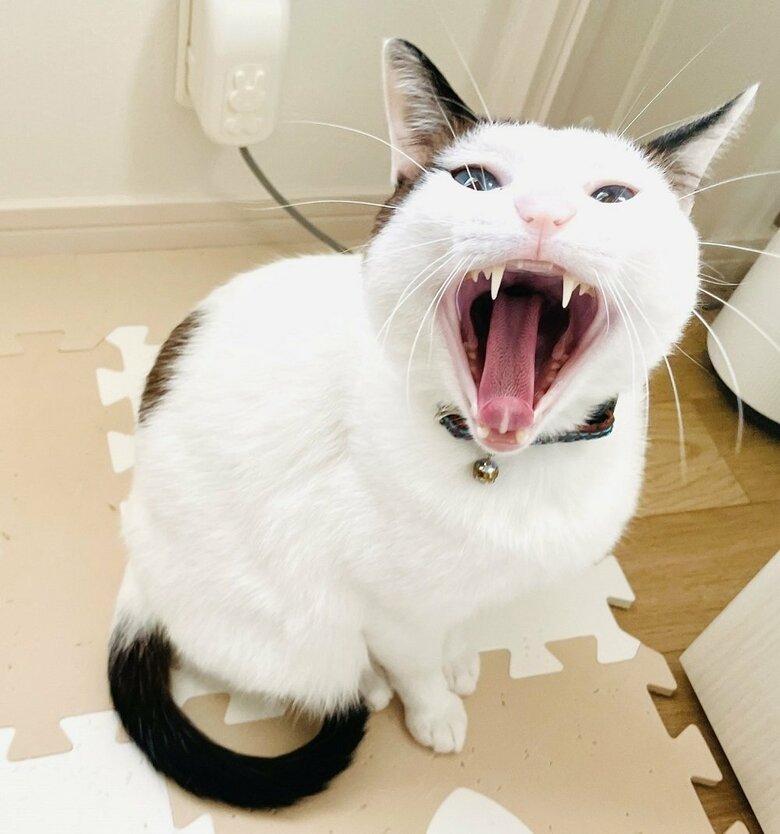 牙が鋭いのが分かるあくび（提供：つくね＆ひまりさん）