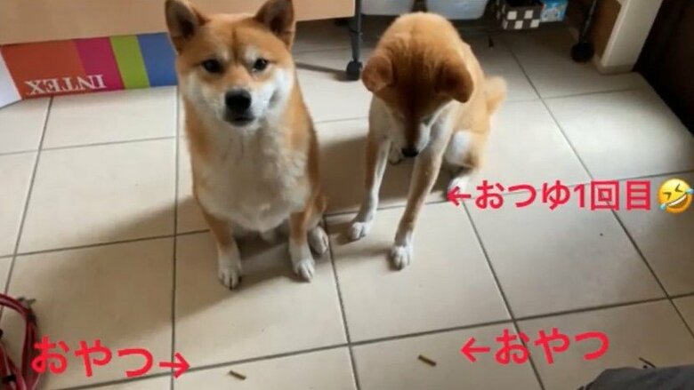 おやつまちの2匹。（左から）もずくくん、わさびくん