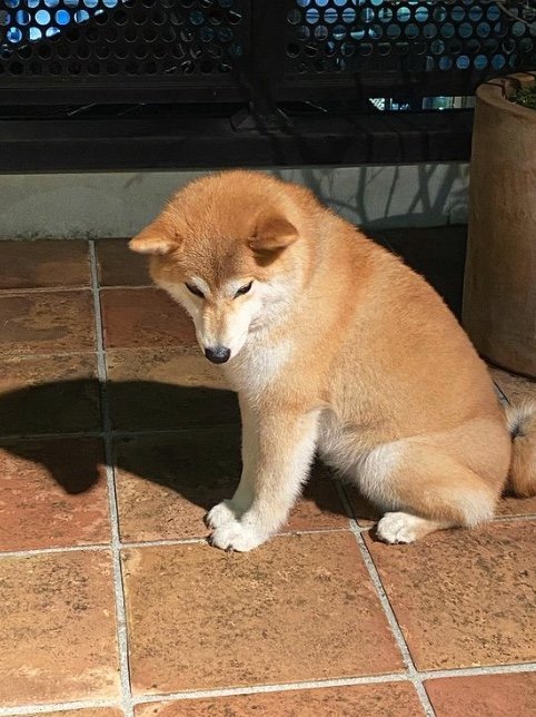 提供：柴犬こむぎさん