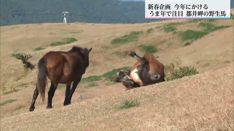 草原で背中を地面にこすりつけて転がる馬