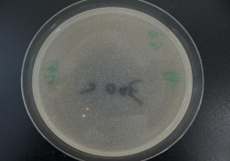 ミルクコーヒー　1ミリあたり3億個以上増えた細菌（提供：宇都宮市衛生環境試験所）