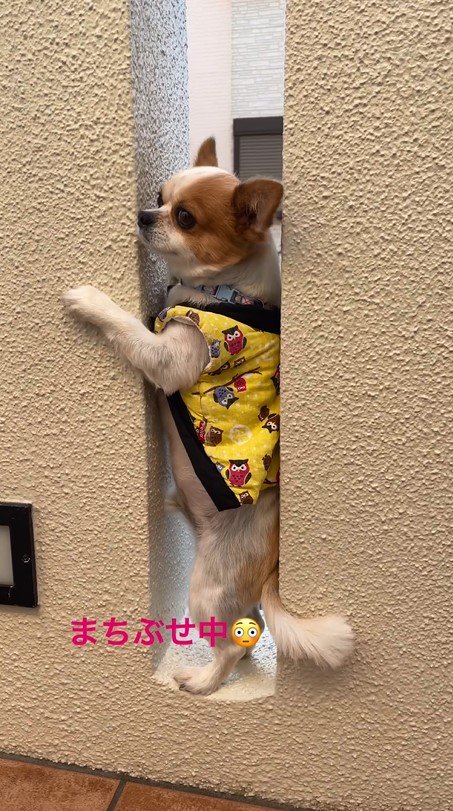 提供：SORA/ちわわさん