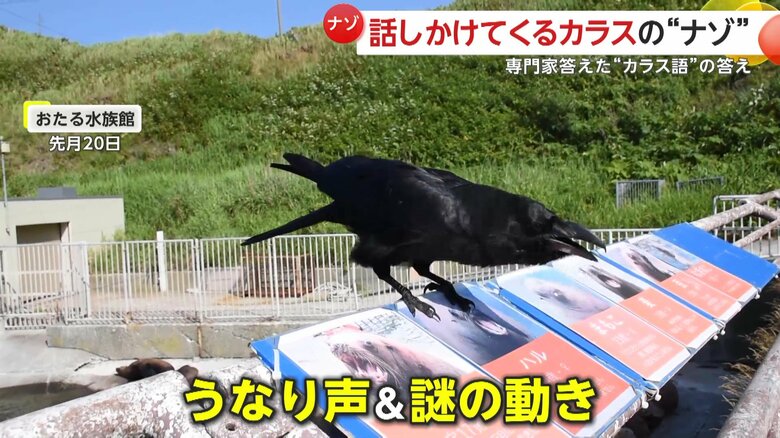 謎の動きをするカラス（提供：小樽総合デザイン事務局）