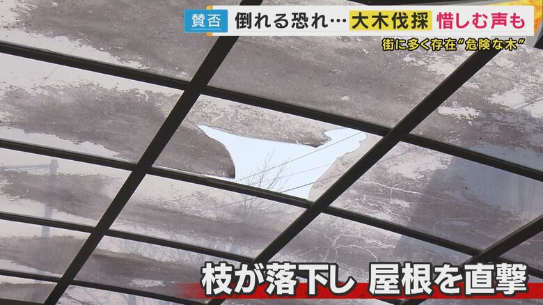 木の真下に住む住民