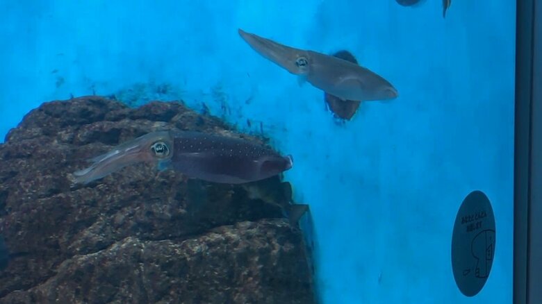 （提供：城崎マリンワールド）