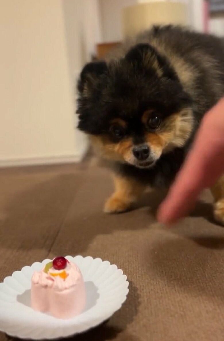 飼い主さん「いいんだよ！」