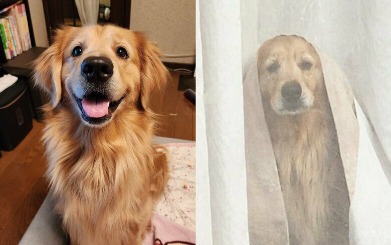 左：飼い主がいる時。右：飼い主がいない時（提供：Charlotte@ゴールデンレトリバーさん）