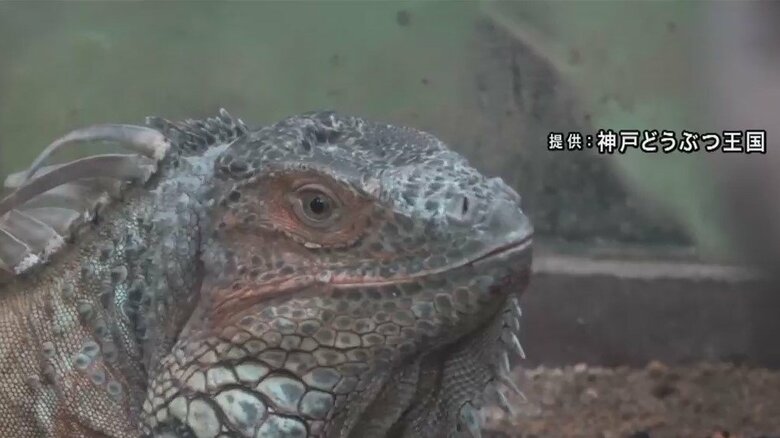 ※グリーンイグアナ。当該の、逃げたイグアナではありません。