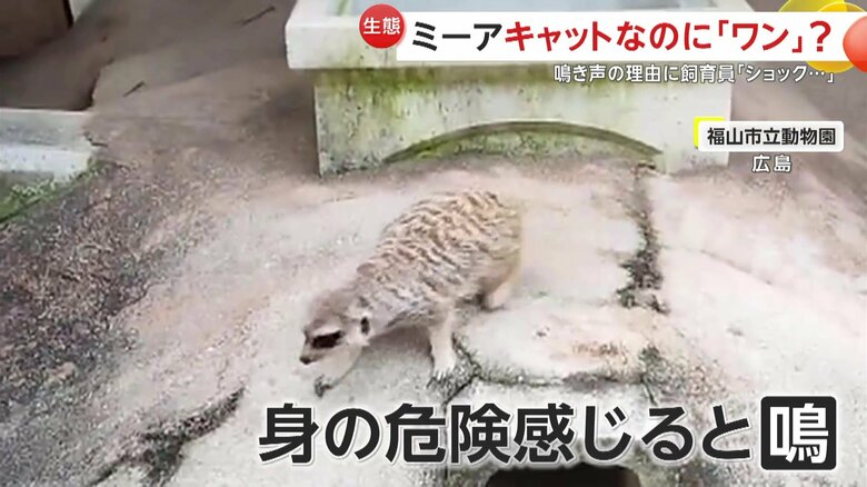 身の危険を感じた時に“ワンワン”と鳴くミーアキャット