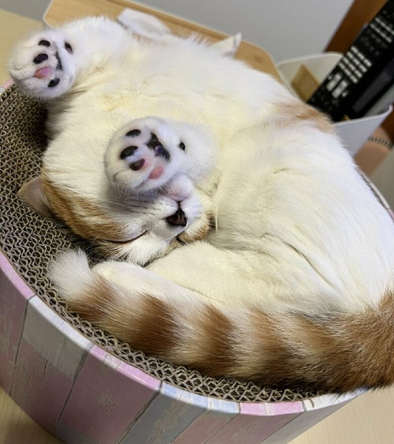 愛着のある場所でどうしても寝たいようだ