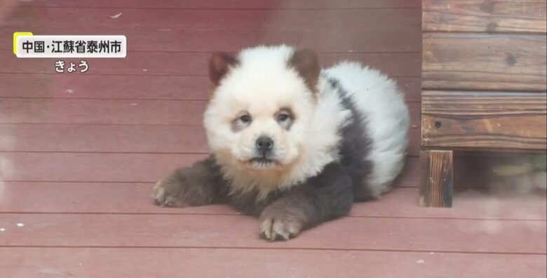 江蘇省泰州市の動物園のパンダ犬