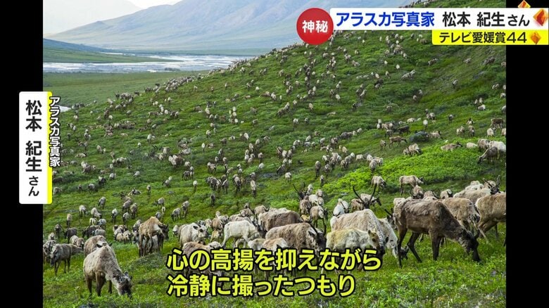 カリブーの大群 （松本紀生さん撮影）