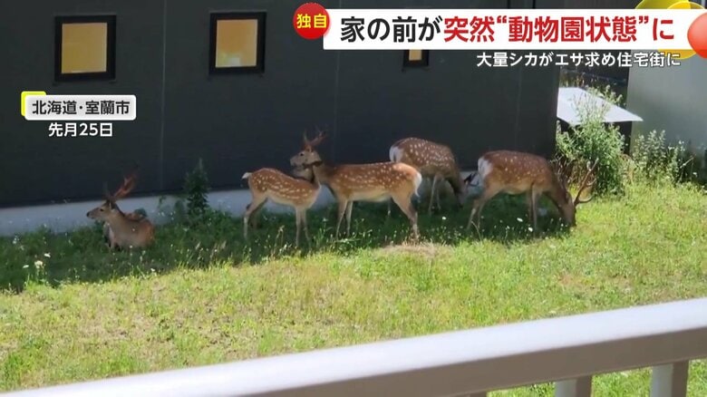 住宅の前に集まるシカ（しき☺︎（@32490224forget_））