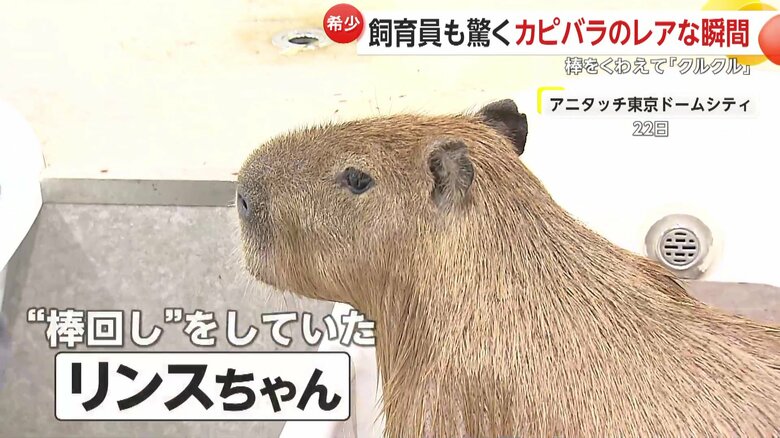 お風呂中のリンスちゃん（提供：rie.cappy）