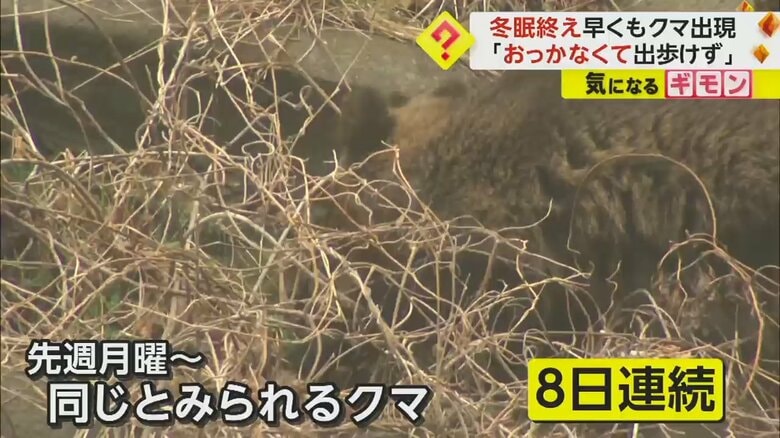 8日連続で目撃されているというクマ