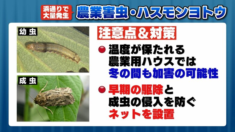 ハウス内で越冬　冬でも食害のおそれも