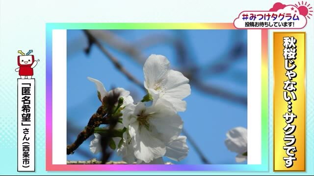 みつけタグラム 秋桜じゃない…サクラです【愛媛】