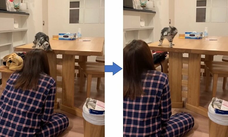 左：タッチ成功！　右：どうだ！といったあんこくん