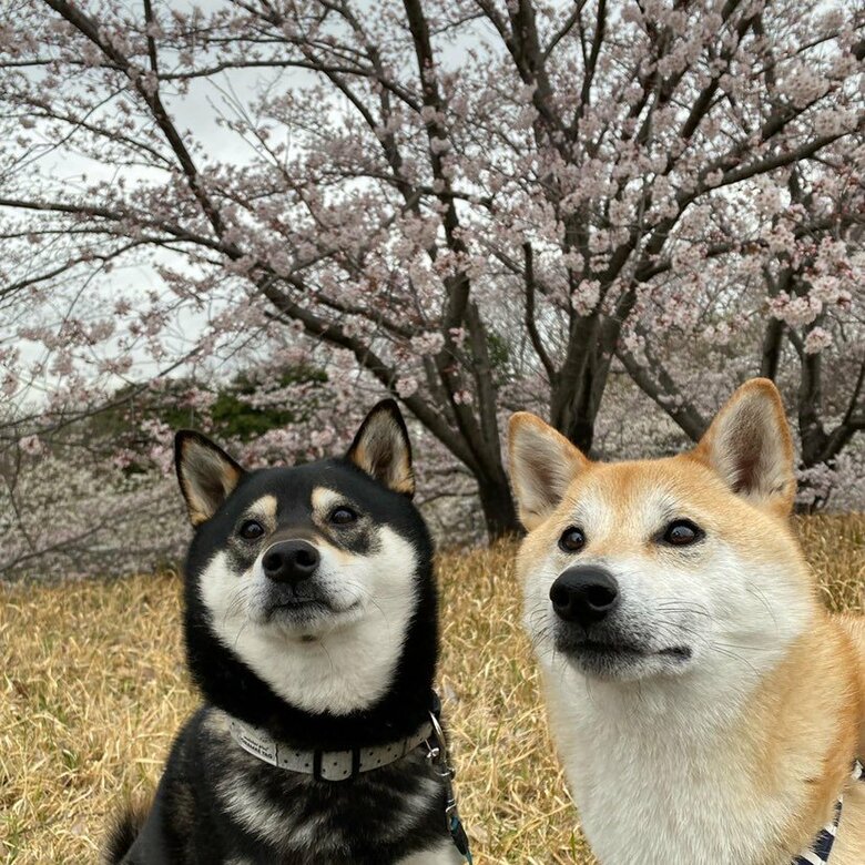 提供：柴犬むさしとこじろうさん