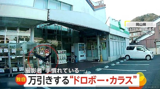 カラスが店頭のカップ麺をくわえて飛び立つ瞬間（16日午後3時過ぎ、岡山県のスーパーマーケット）⑤