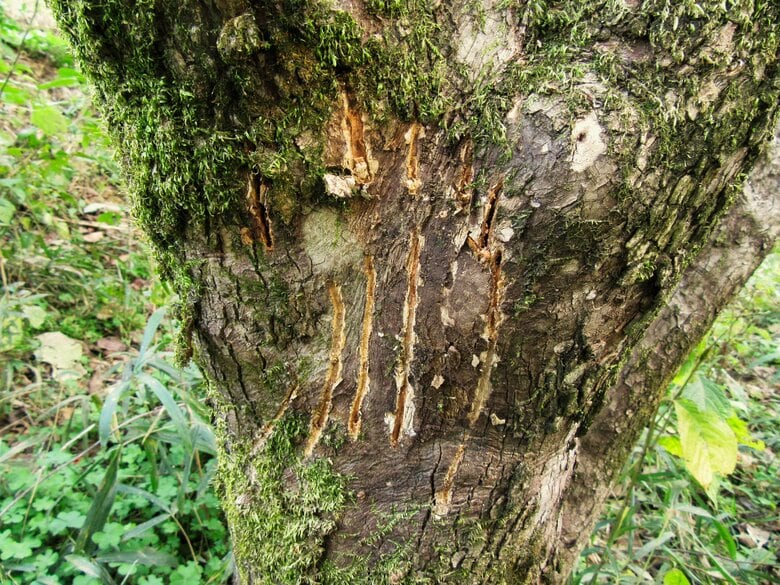 クマの爪痕は縦方向に並行してつくのが一般的（イメージ）