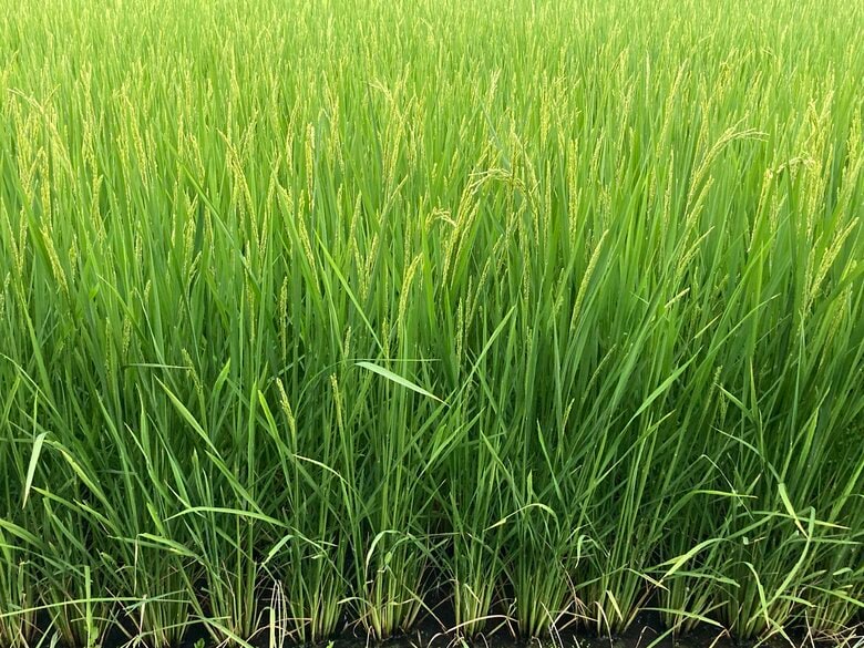 ゆうだい21の稲