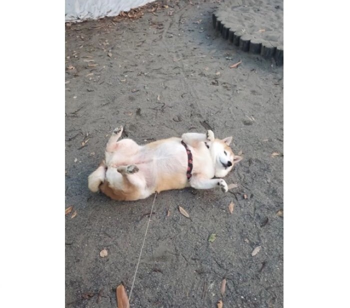 提供：柴犬ななさん