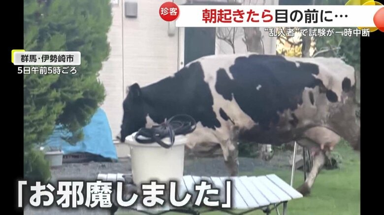 落ち着いた様子で庭を歩くウシ（視聴者提供）